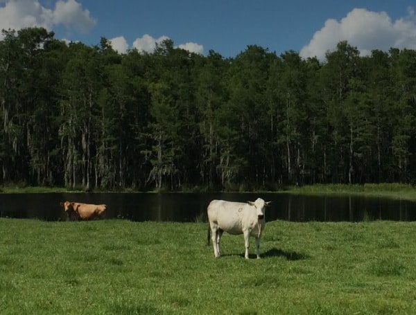 13,371 Acres Of Ranchland Protected In Florida Through Rural And Family Lands Protection Program