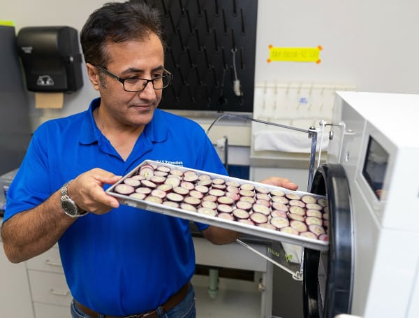 Florida Superfood Muscadine Grapes Get New Recipe For Success From UF/IFAS Researchers