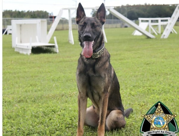 Pasco Sheriff’s Office Welcomes K-9 Harley To The Team