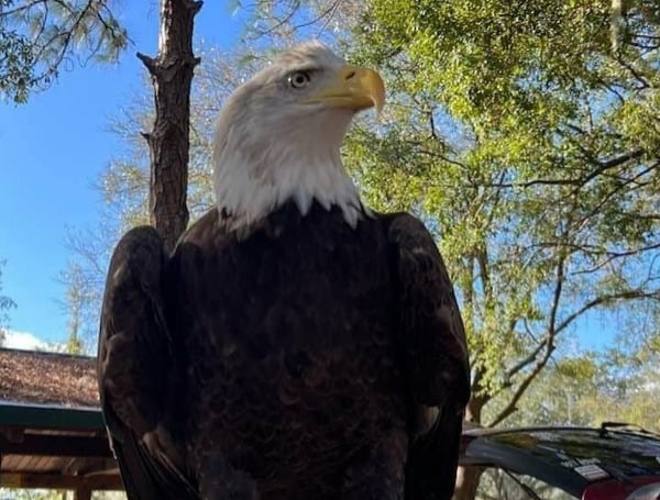 Don’t Miss The 3rd Annual Raptor Center Of Tampa Bay’s ‘Wonders of Wildlife Festival’