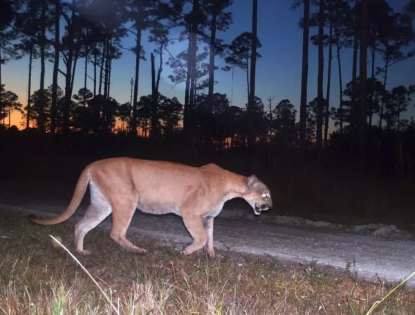 Florida Panther Killed In Vehicle Collision