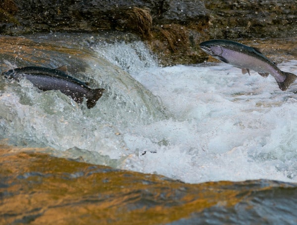 How Enviros’ Push To Save Salmon Ended Up Killing Hundreds Of Thousands Of Them