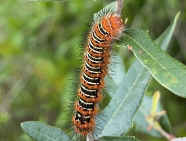 Caterpillar Cascade: Where Are All These Caterpillars Coming From Across Florida? UF/IFAS Has Answers