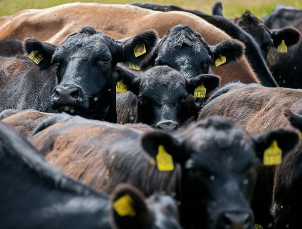 Sweaty Cattle May Boost Food Security In A Warming World