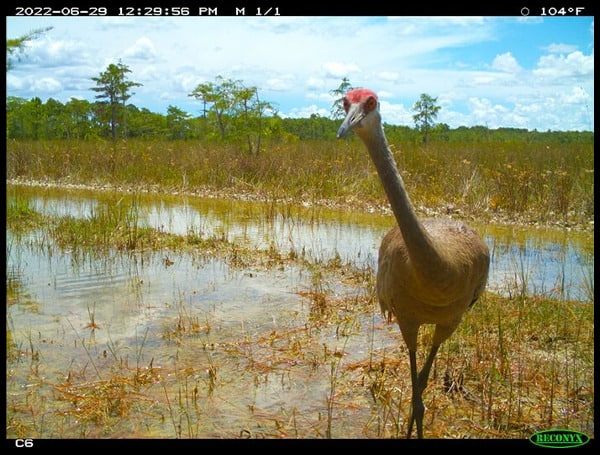 Florida Fish And Wildlife Conservation Commission Needs Participants In New Photo Project