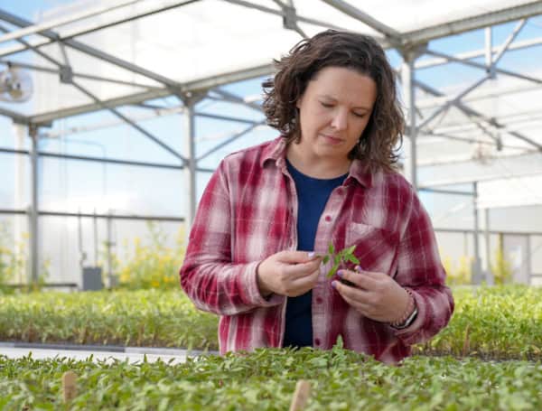 Machine-Harvestable Tomatoes Available From UF/IFAS; Growers Hope Cultivars Can Help Lower Labor Cost