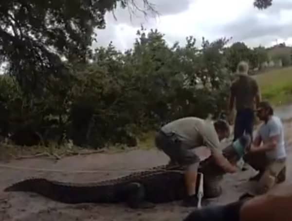 Pinellas County Deputies Assist In Relocation Of 12.5-Foot Alligator From Pathway Used By Kids