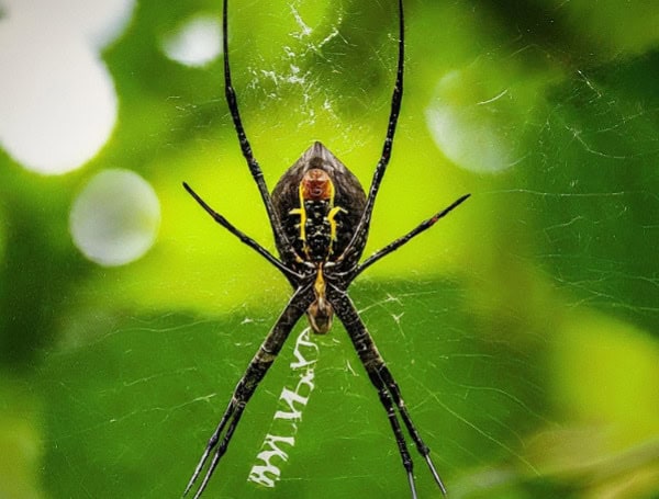 4 Inch Flying Spiders On The Horizon? Joro Spiders May Soon Reach Connecticut, New York Area