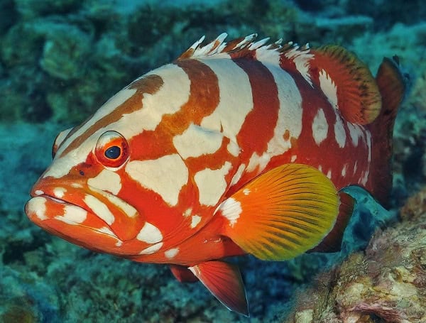 Florida Atlantic Snowy Grouper And Red Porgy Season Closes July 1 Until May 2025