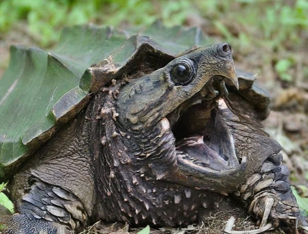 Suwannee Alligator Snapping Turtles Get Long-Awaited Federal Protection