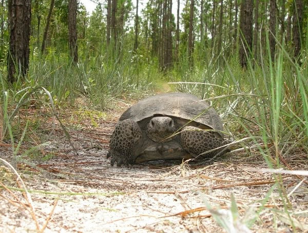 Florida Fish & Wildlife Seeks Public Input On Draft Revisions To Gopher Tortoise Management Plan