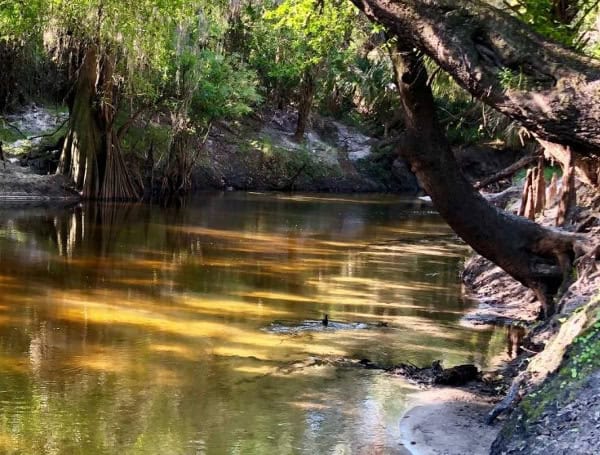 Blue-Green Algae Warning Issued By Florida-DOH For Peace River In Hardee County