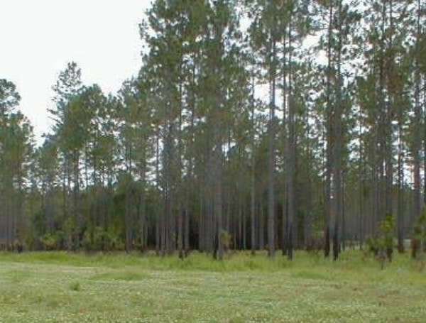 Florida Family Farm, South Prong, Preserved Through Rural And Family Lands Protection Program