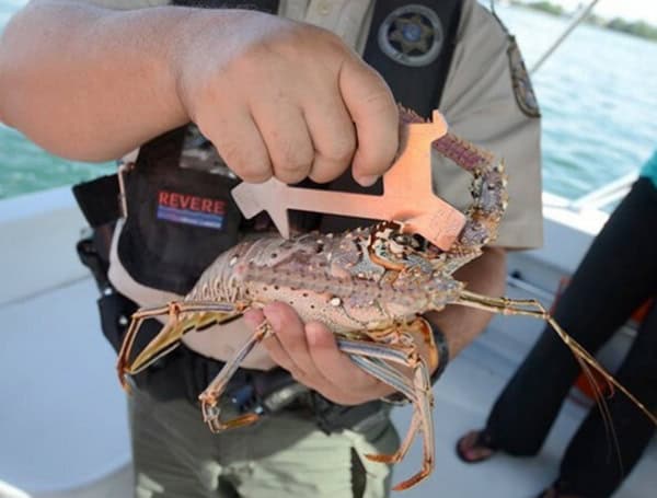 Get Ready For Florida Spiny Lobster Season: Tips For A Safe And Successful Catch