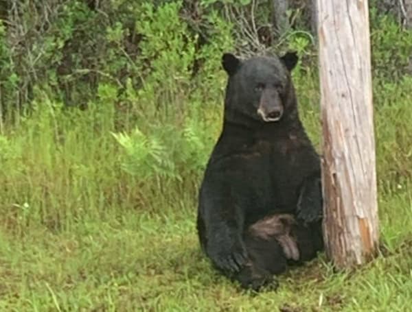 Stressed Florida Black Bear Was In No Mood For ‘Selfies’