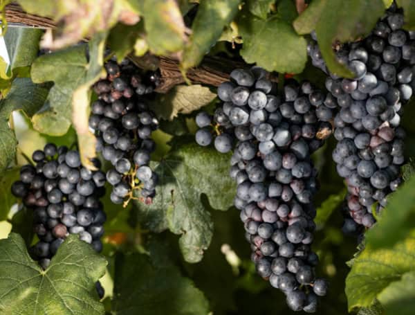 Disease-Resistant Wine Grapes Could Be Boon For Florida’s Viticulture