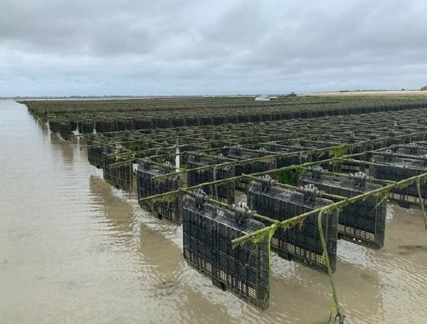 New Technologies May Help Oyster Farmers Increase Their Harvests, Reduce Labor