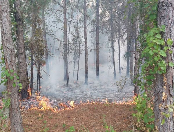 St. Petersburg Conducting Prescribed Burn At Boyd Hill Nature Preserve Today