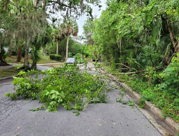 UF Study Sheds Light On Challenges, Recommendations Of Managing Urban Trees And Storms