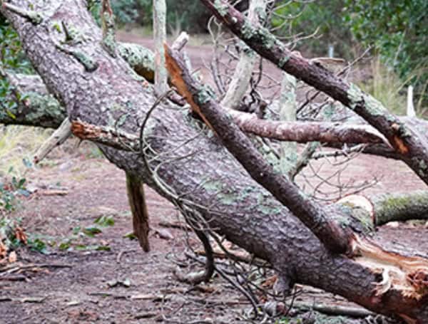 Hillsborough County To Begin Storm Debris Collection