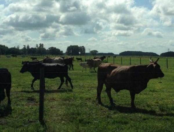 Florida Commissioner Wilton Simpson Announces Preservation Of Farmland In Osceola County