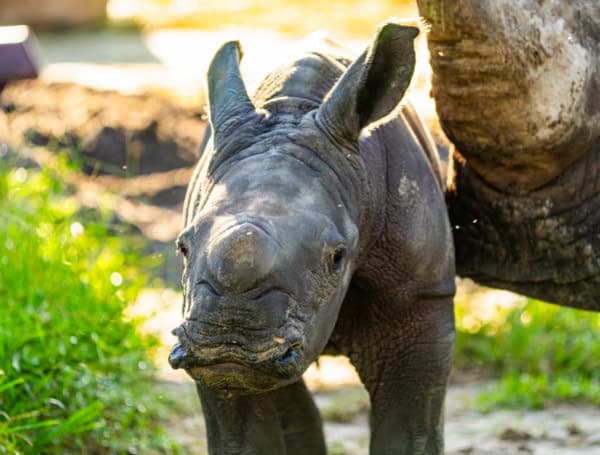 Busch Gardens Tampa Bay Welcomes Adorable New Rhino Calf, Invites Public To Name Her