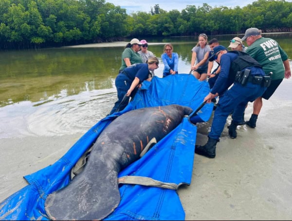 U.S. Coast Guard Crew Helps Rescue Stranded Florida Manatee In Fort Pierce