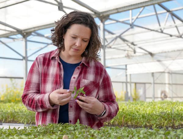 Citizen Scientists Help University Of Florida Researchers Find Best-Tasting Tomatoes