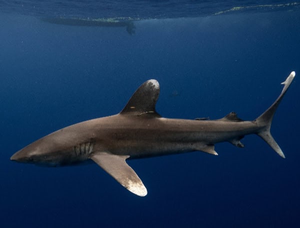 Florida Protects Oceanic Whitetip Sharks, Declares Them Prohibited Species