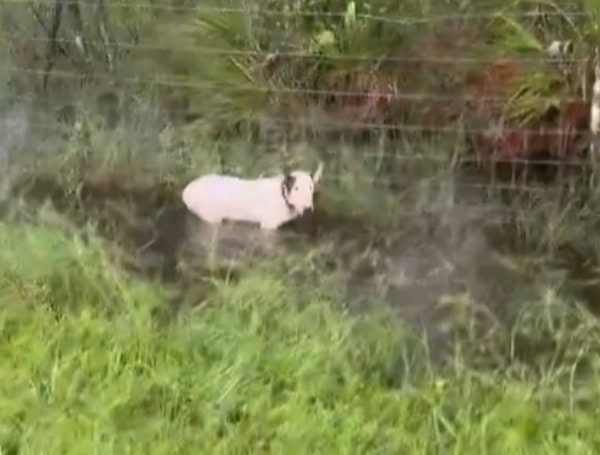 Florida Highway Patrol Rescues Abandoned Dog Tied To Pole Amid Hurricane Evacuation