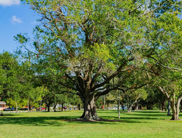 Childs Park In St. Petersburg Gets Greener: City Plants Over 180 Trees