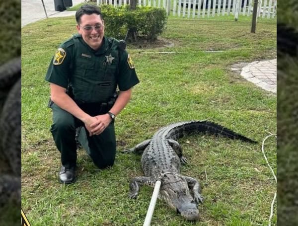 Polk County Deputy Helps Wrangle Gator In Lakeland On Third Day Of Patrol