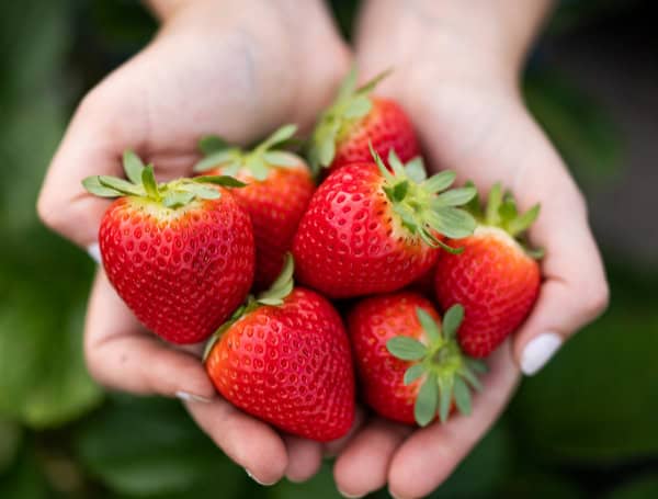 Following Hurricane Milton, Florida Growers Show Resilience In Ensuring Fresh Strawberries Are Available This Season