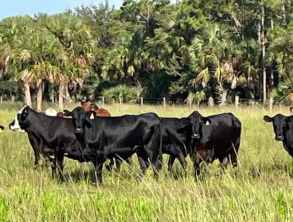 Florida Commissioner Of Agriculture Announces Major Land Preservation Effort In Hendry County