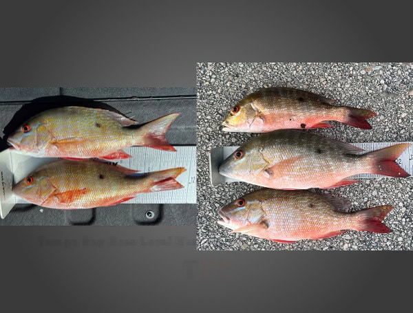 Two Anglers Cited For Undersized Mutton Snapper In The Florida Keys